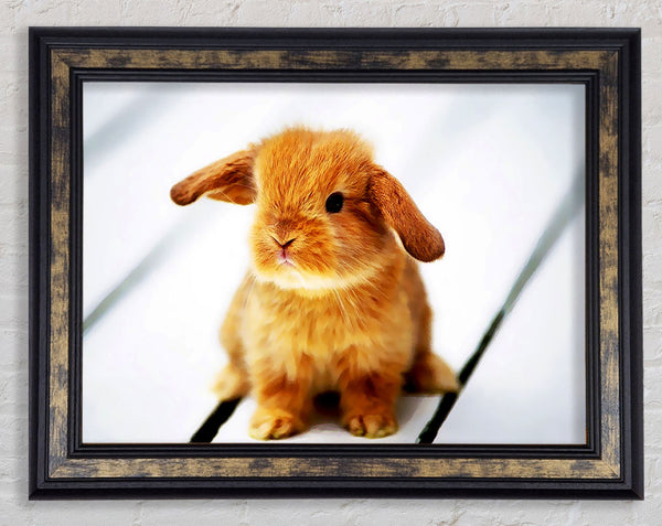 Bunny Rabbit Ears Framed Print