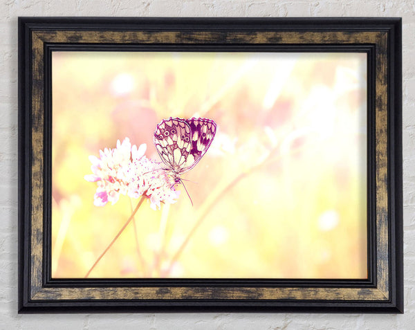 Butterfly Haze Framed Print