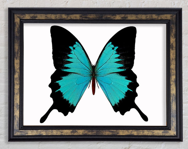 Butterfly Beauty Framed Print