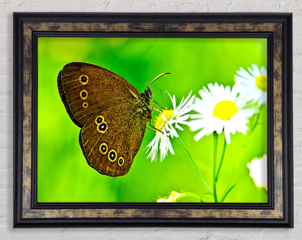Butterfly Close Up Framed Print