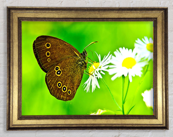 Butterfly Close Up Framed Print