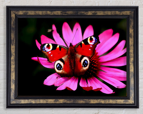 Butterfly Infusion Framed Print