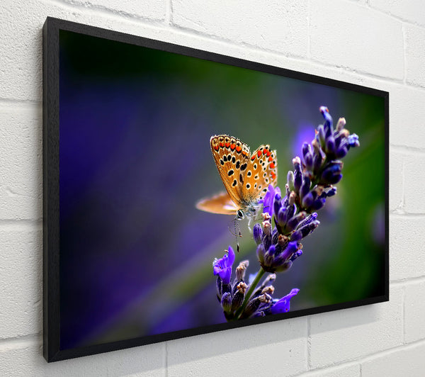 Butterfly On Lavender Flower