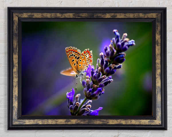 Butterfly On Lavender Flower
