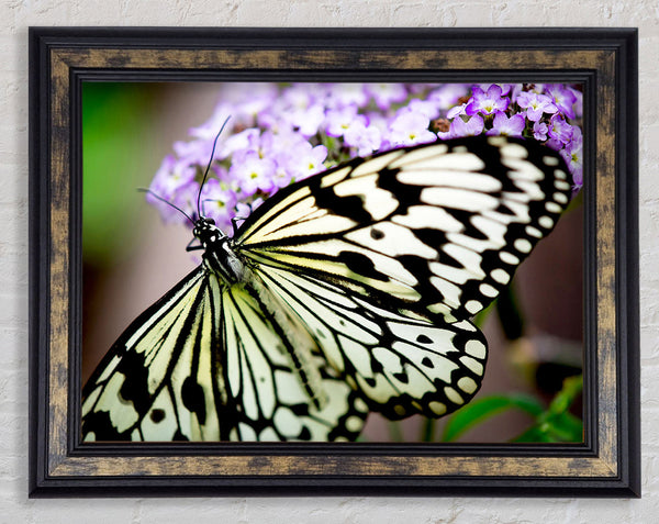 Butterfly Pattern Framed Print