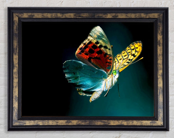Butterfly Rainbow Framed Print