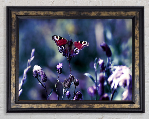 Butterfly With Open Wings Framed Print