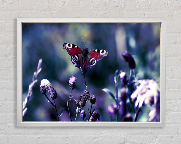 Butterfly With Open Wings