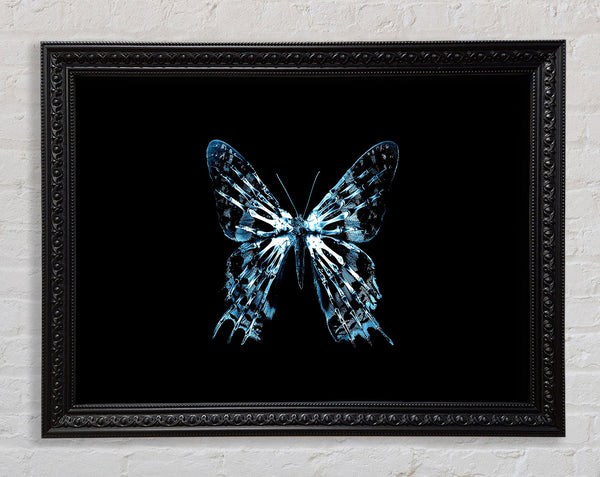 Butterfly X Ray