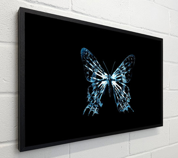 Butterfly X Ray