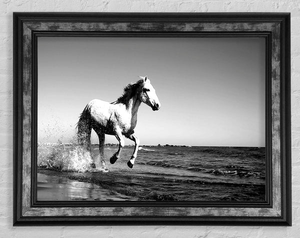 Camargue White Horse Framed Print