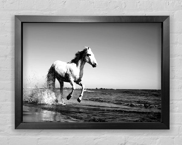 Camargue White Horse Framed Print