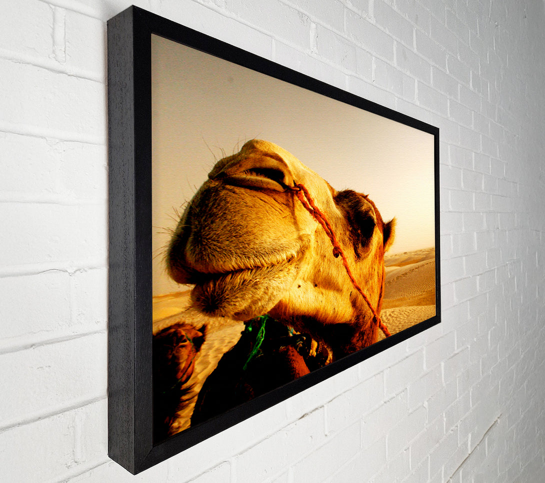  A Canvas Print of Camel Smile Canvas Art