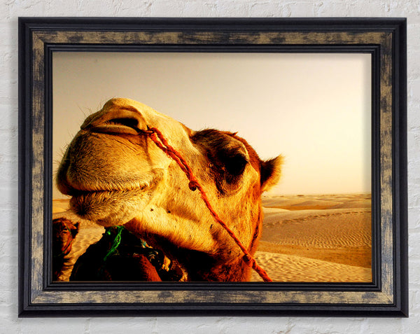 Camel Smile Framed Print