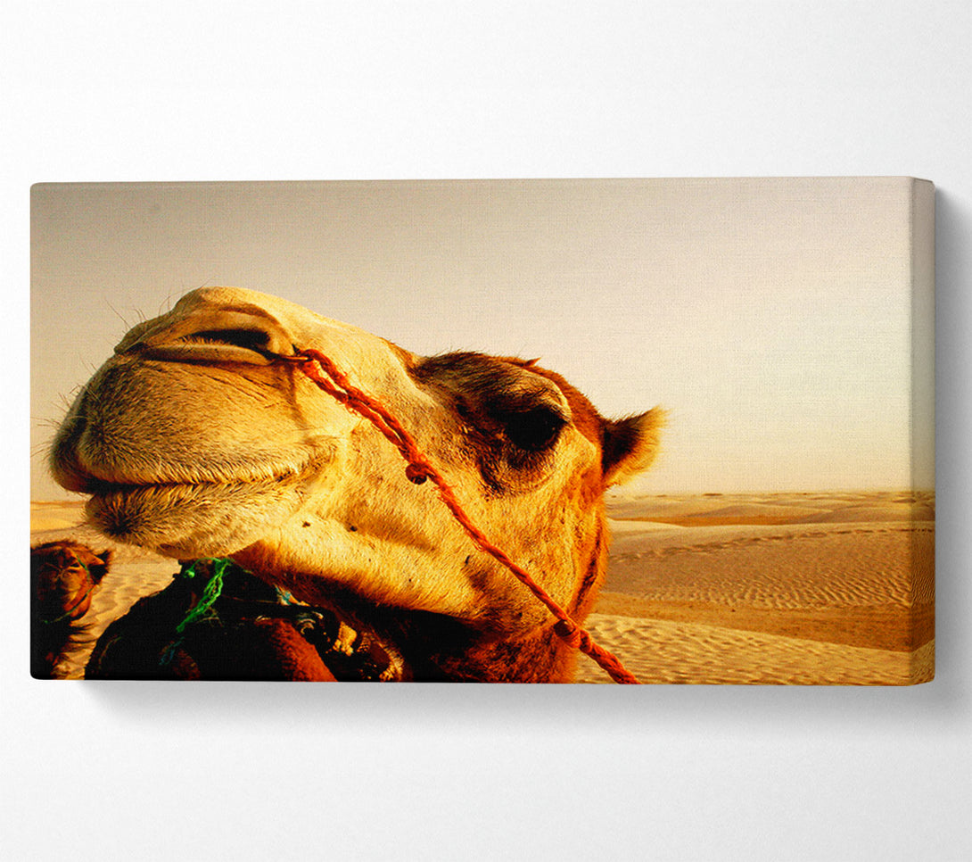  A Canvas Print of Camel Smile Canvas Art