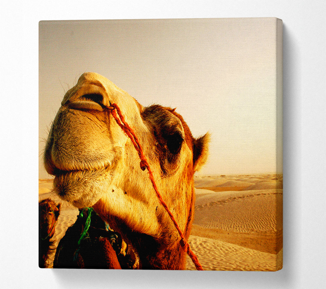  A Canvas Print of Camel Smile Canvas Art
