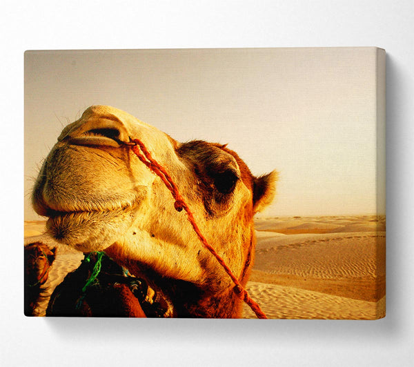  A Canvas Print of Camel Smile Canvas Art