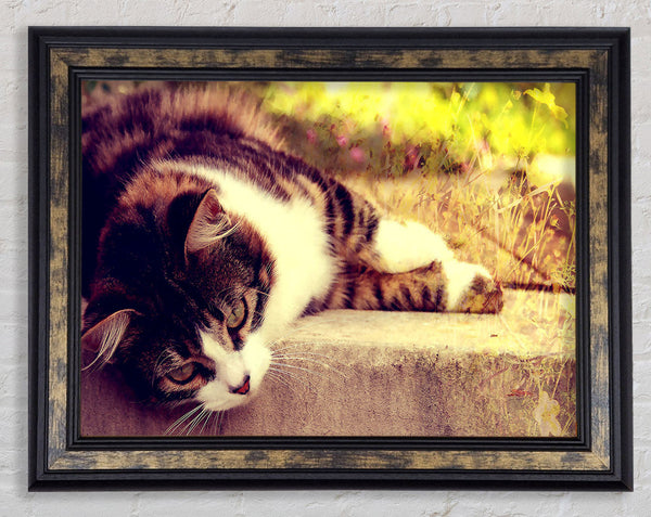 Cat Stillness