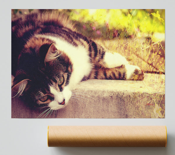 Cat Stillness Poster