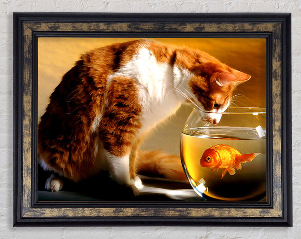 Cat And Fish