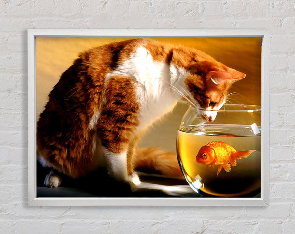 Cat And Fish