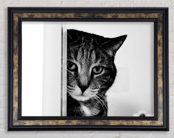 Cat Beauty