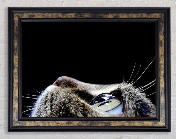 Cat Eyes