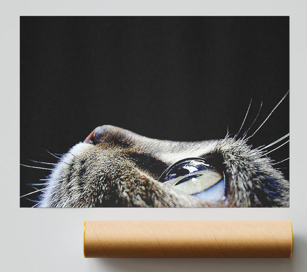 Cat Eyes Giclee Print
