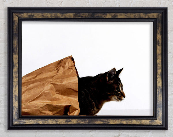 Cat In A Bag