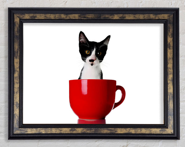 Cat In A Tea Cup