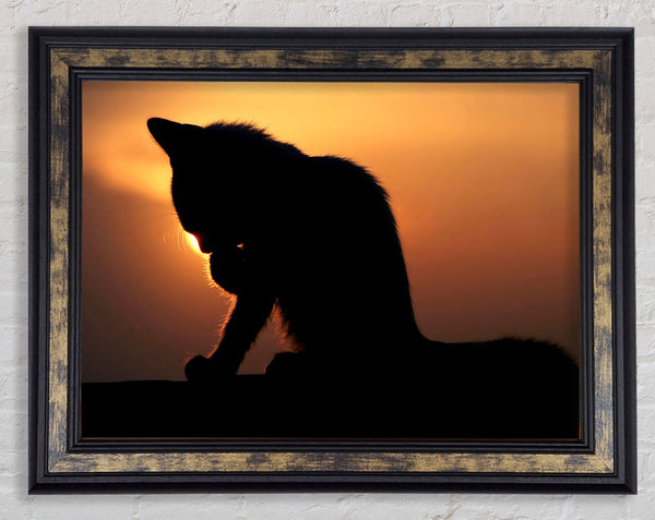 Cat In The Sunset