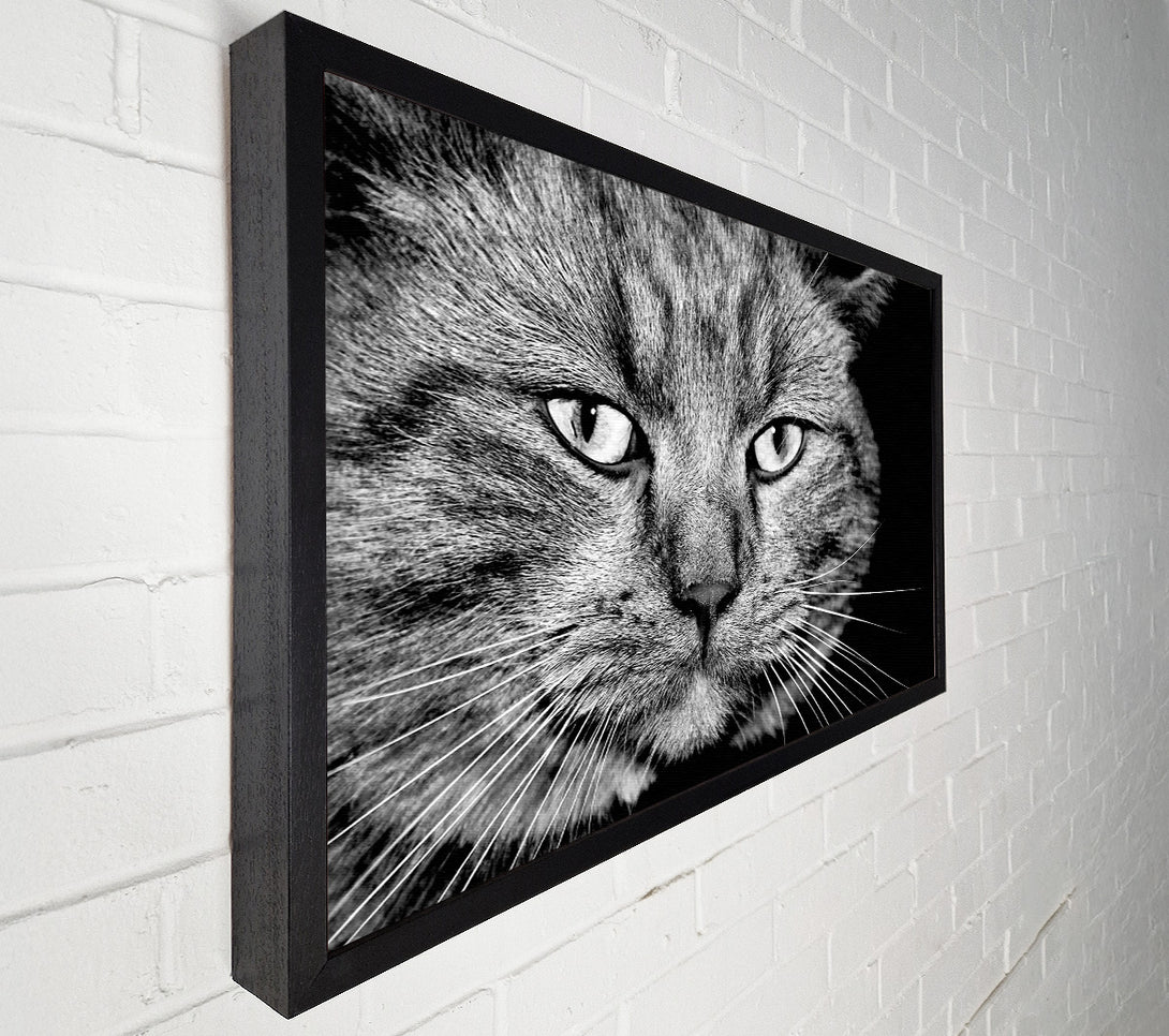  A Canvas Print of Cat Stare Canvas Wall Art