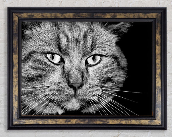 Cat Stare