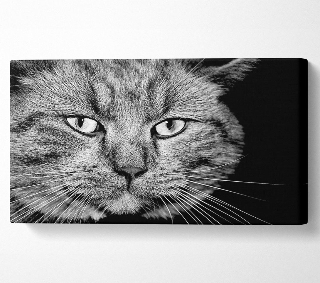  A Canvas Print of Cat Stare Canvas Wall Art