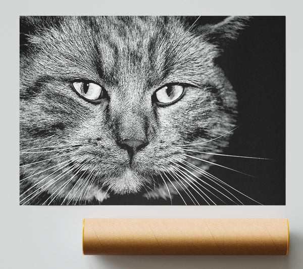 Cat Stare Giclee Print