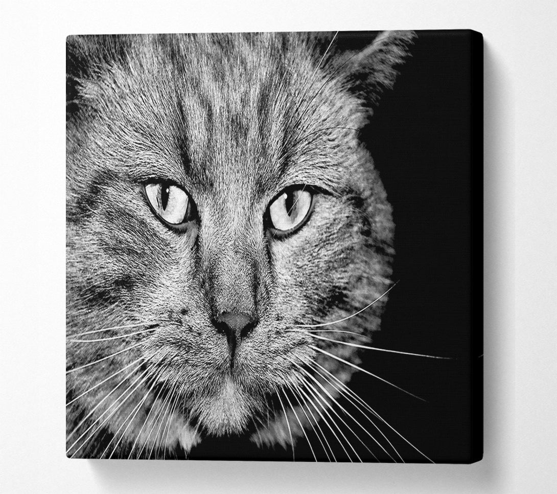  A Canvas Print of Cat Stare Canvas Wall Art