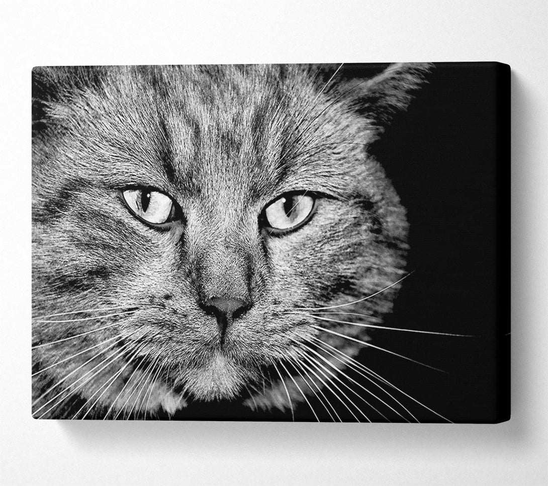  A Canvas Print of Cat Stare Canvas Wall Art
