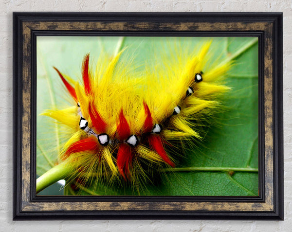 Caterpillar Beauty