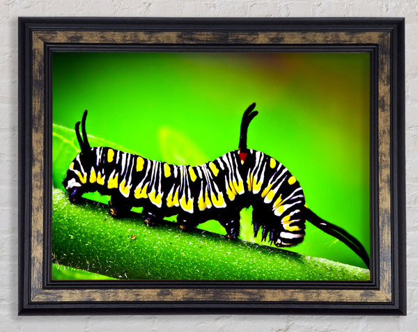 Caterpillar Macro