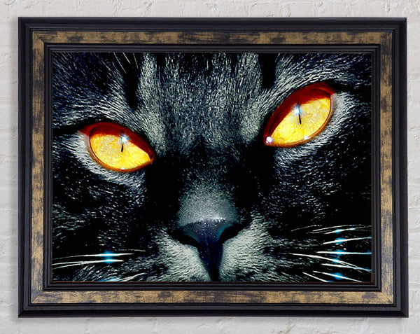 Cats Eyes