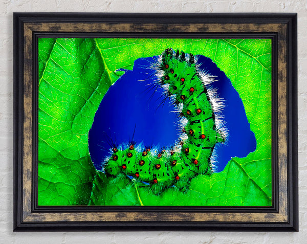 Caterpiller Delight