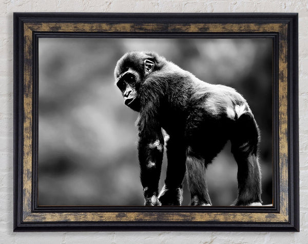 Cheeky Monkey Framed Print