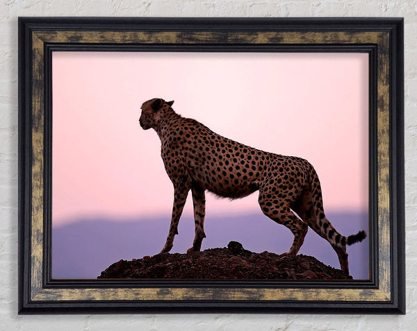 Cheetah Habitat Framed Print