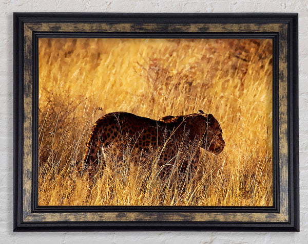 Cheetah Hunt Framed Print