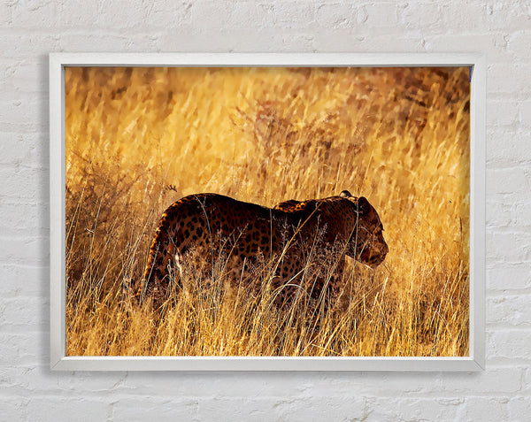 Cheetah Hunt Framed Print