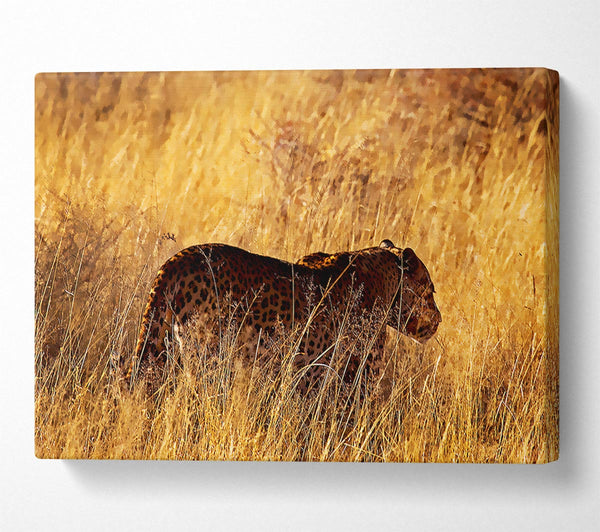  A Canvas Print of Cheetah Hunt Canvas Print