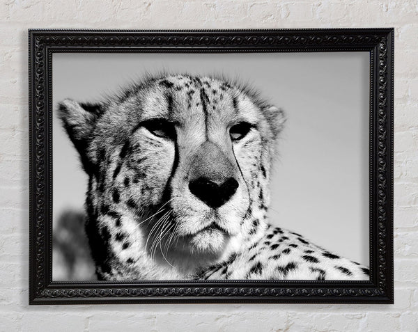 Cheetah Stare