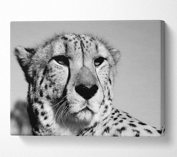  A Canvas Print of Cheetah Stare Canvas Wall Art