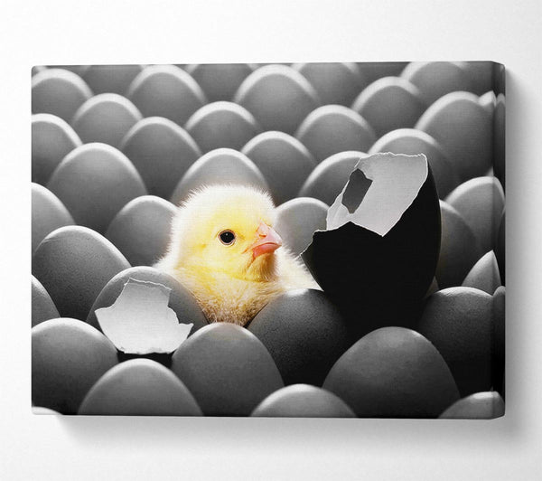  A Canvas Print of Chick Hatching Canvas Print