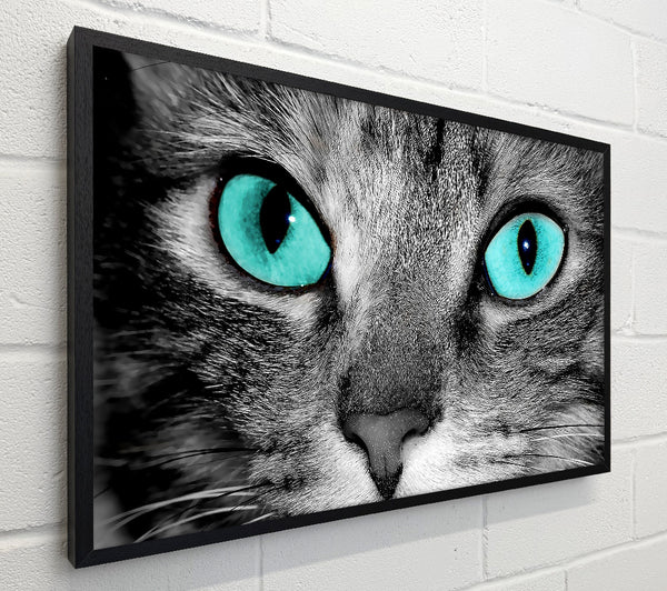 Close Up Of A Grey Tabby Cat Face